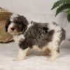 lancaster puppies bernedoodle
