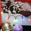 lancaster puppies for sale pa