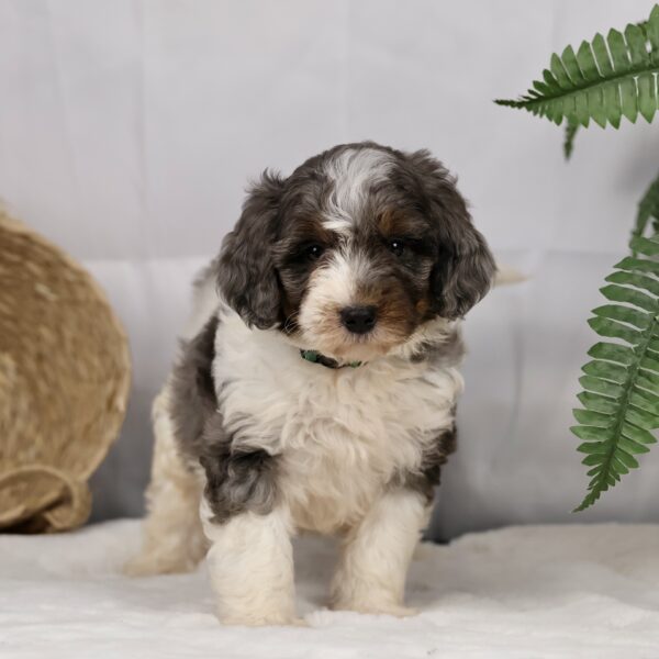 puppies for sale in lancaster