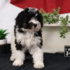 puppy for sale lancaster