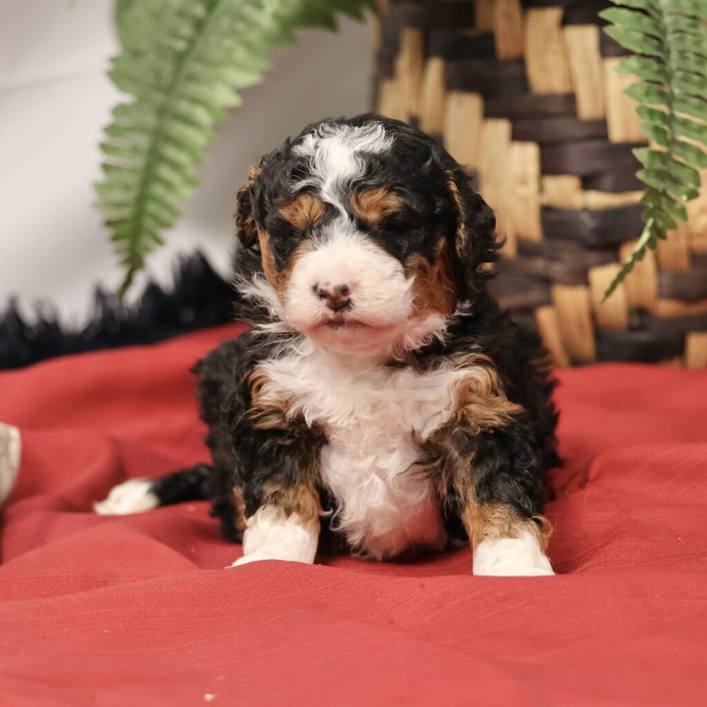 F1b Bernedoodle Mini Bernedoodle