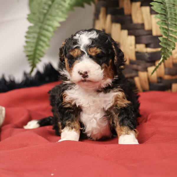 F1b Mini Bernedoodle