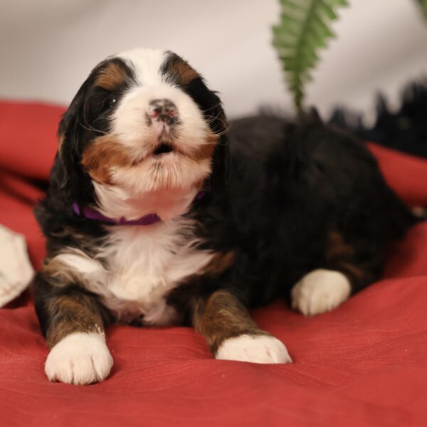 Bernedoodle