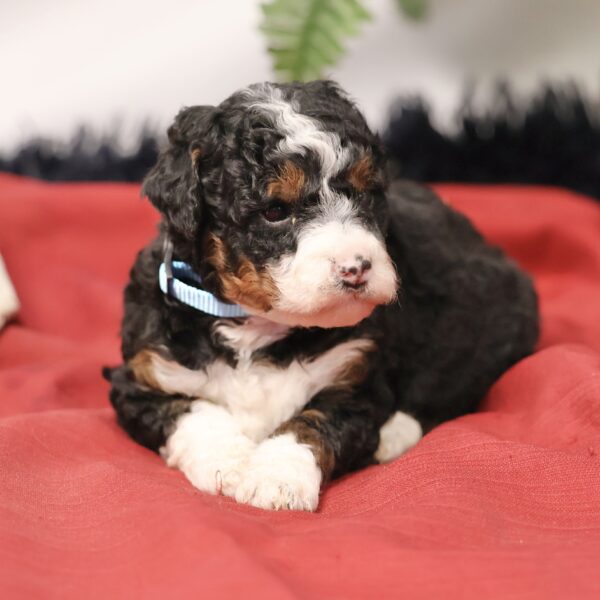 Bernedoodle