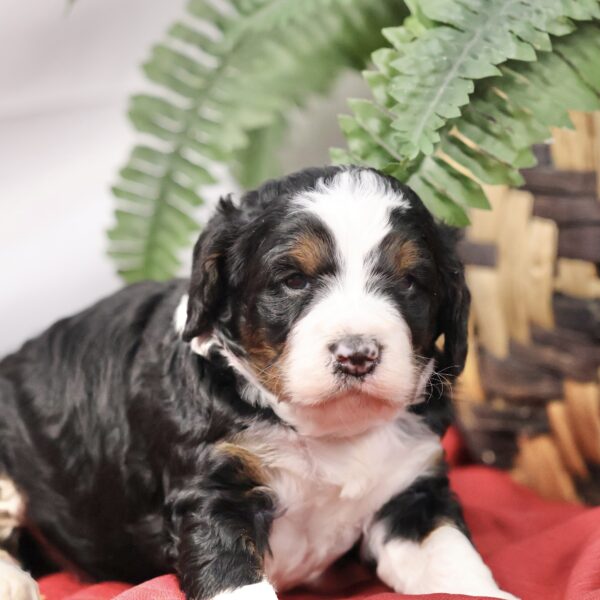 Bernedoodle