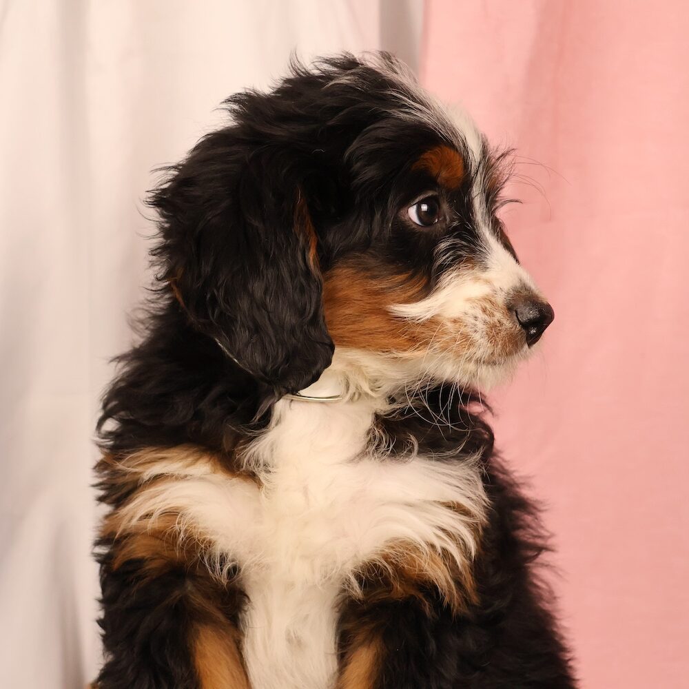 Bernedoodle