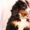 Bernedoodle