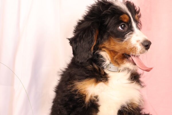 Bernedoodle