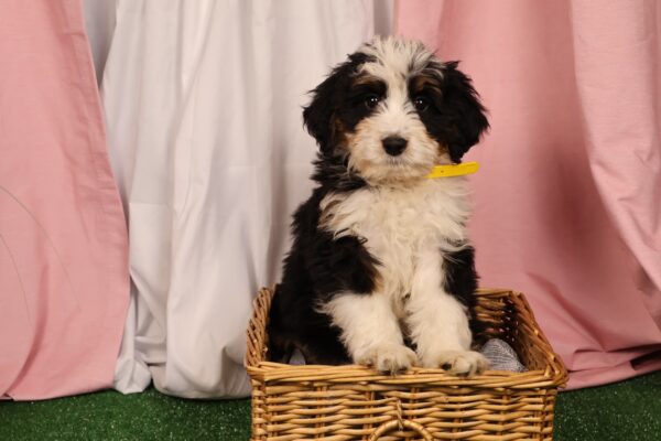 Bernedoodle Puppies