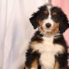 Bernedoodle Puppy