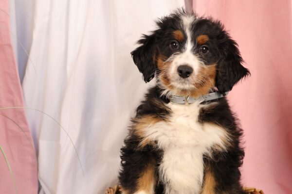 Bernedoodle Puppy