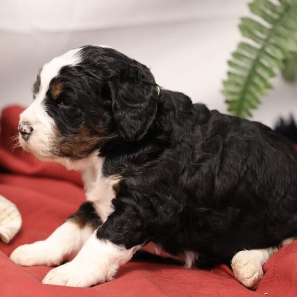 Bernedoodle breeders