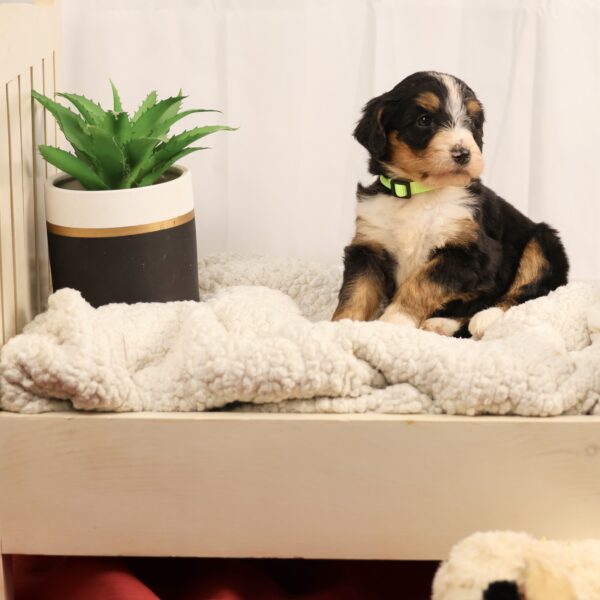 Bernedoodle breeders