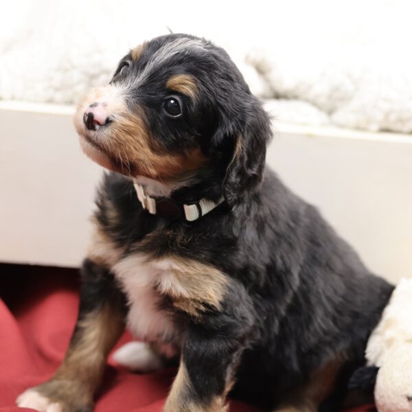 Bernedoodle hypoallergenic
