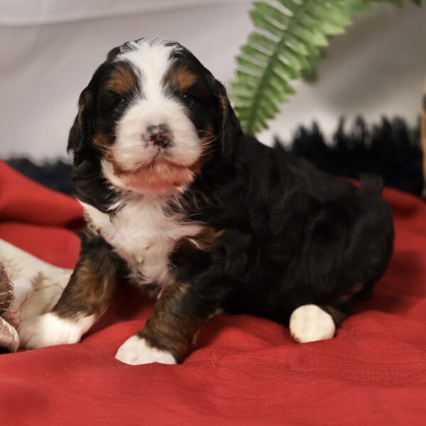 Bernedoodle hypoallergenic