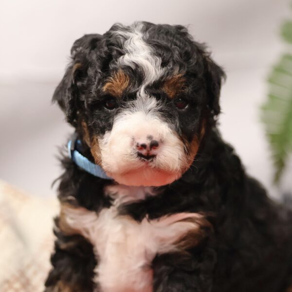 Bernedoodle hypoallergenic