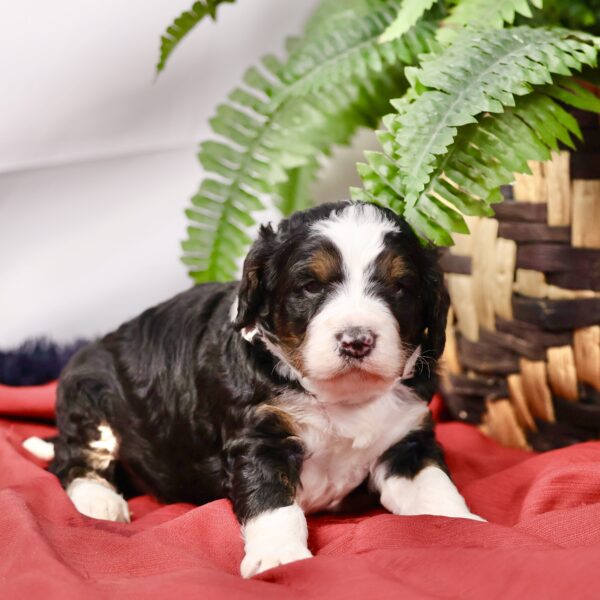 Bernedoodle hypoallergenic