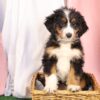 Bernedoodle near me