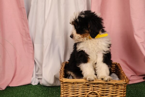 Bernedoodle near me