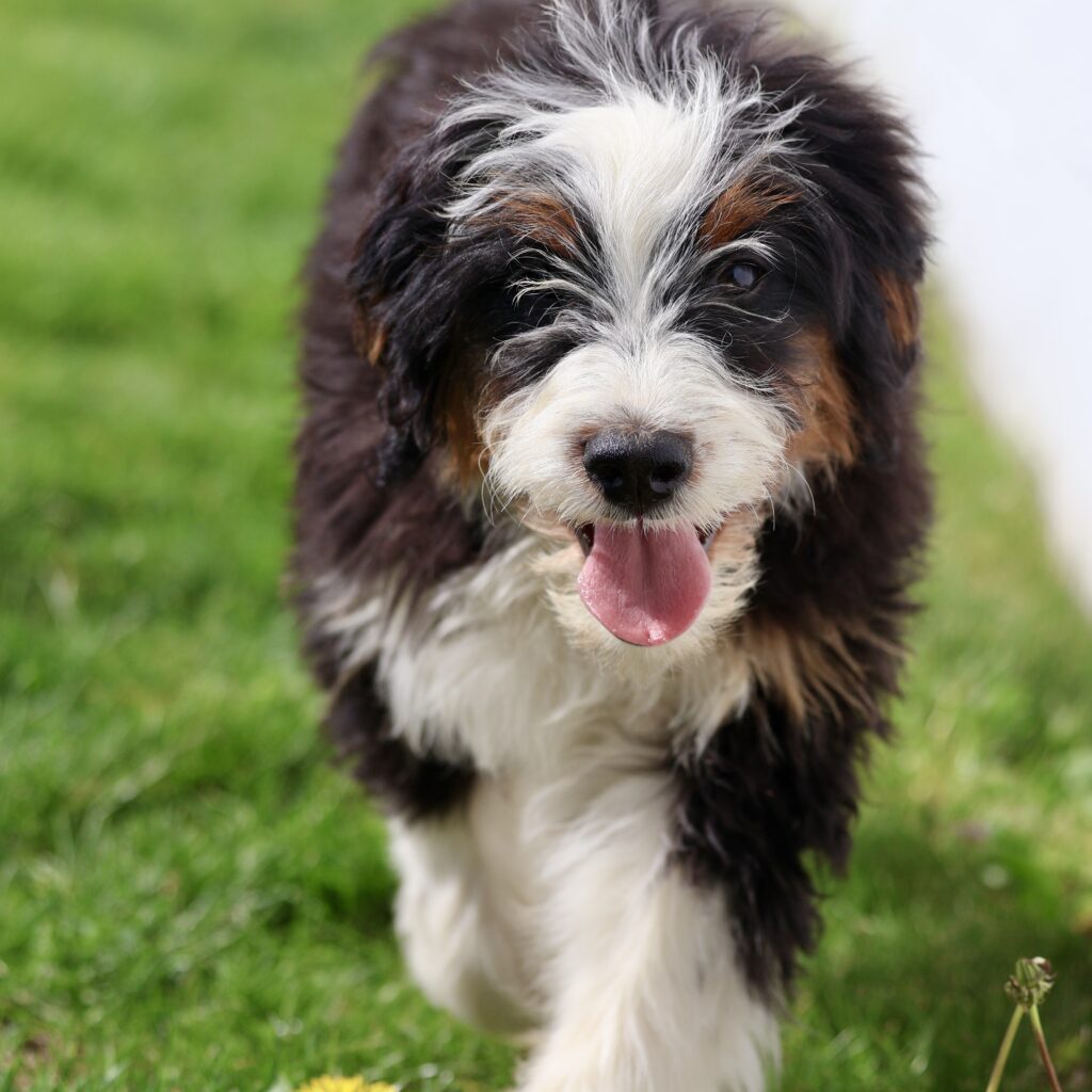 Bernedoodle puppies Pennsylvania