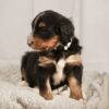 Bernedoodle puppies near me