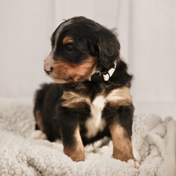 Bernedoodle puppies near me