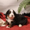 Bernedoodle puppies near me