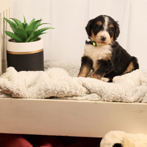 Bernedoodle puppies near me
