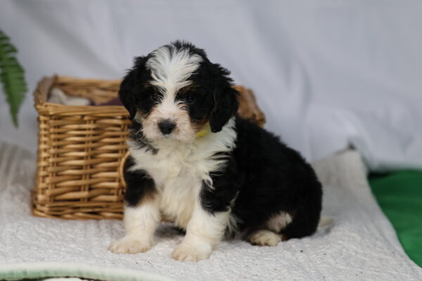 Bernedoodle puppies pennsylvania