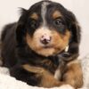 female Bernedoodle puppy