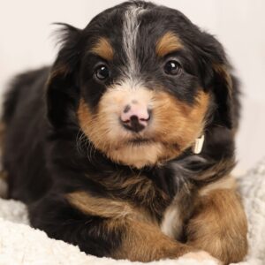 female Bernedoodle puppy