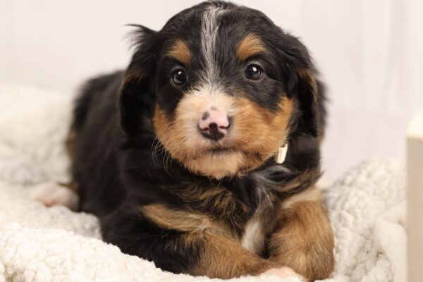 female Bernedoodle puppy