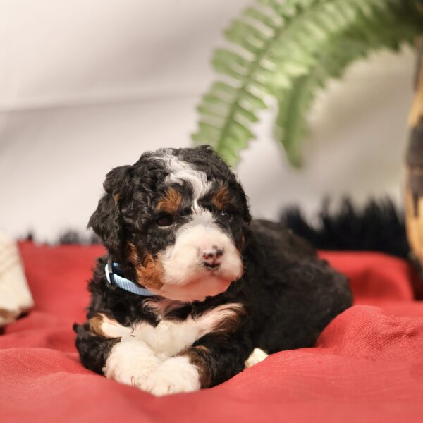 Bernedoodles