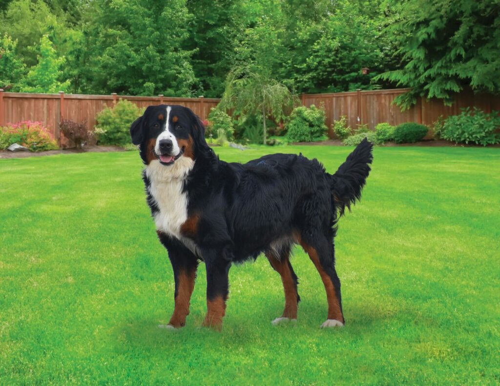 Bernese Mom Darlene