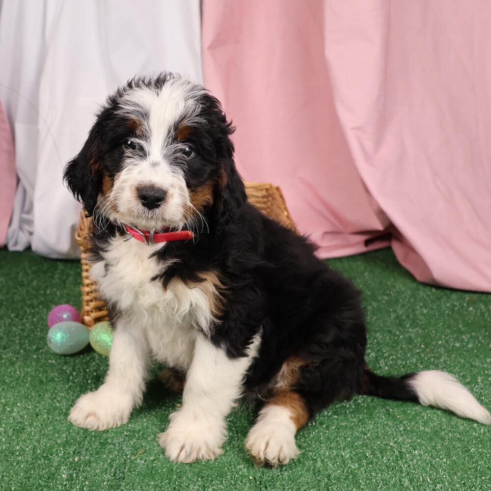 F1 Bernedoodle