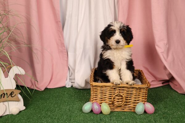 F1 bernedoodle
