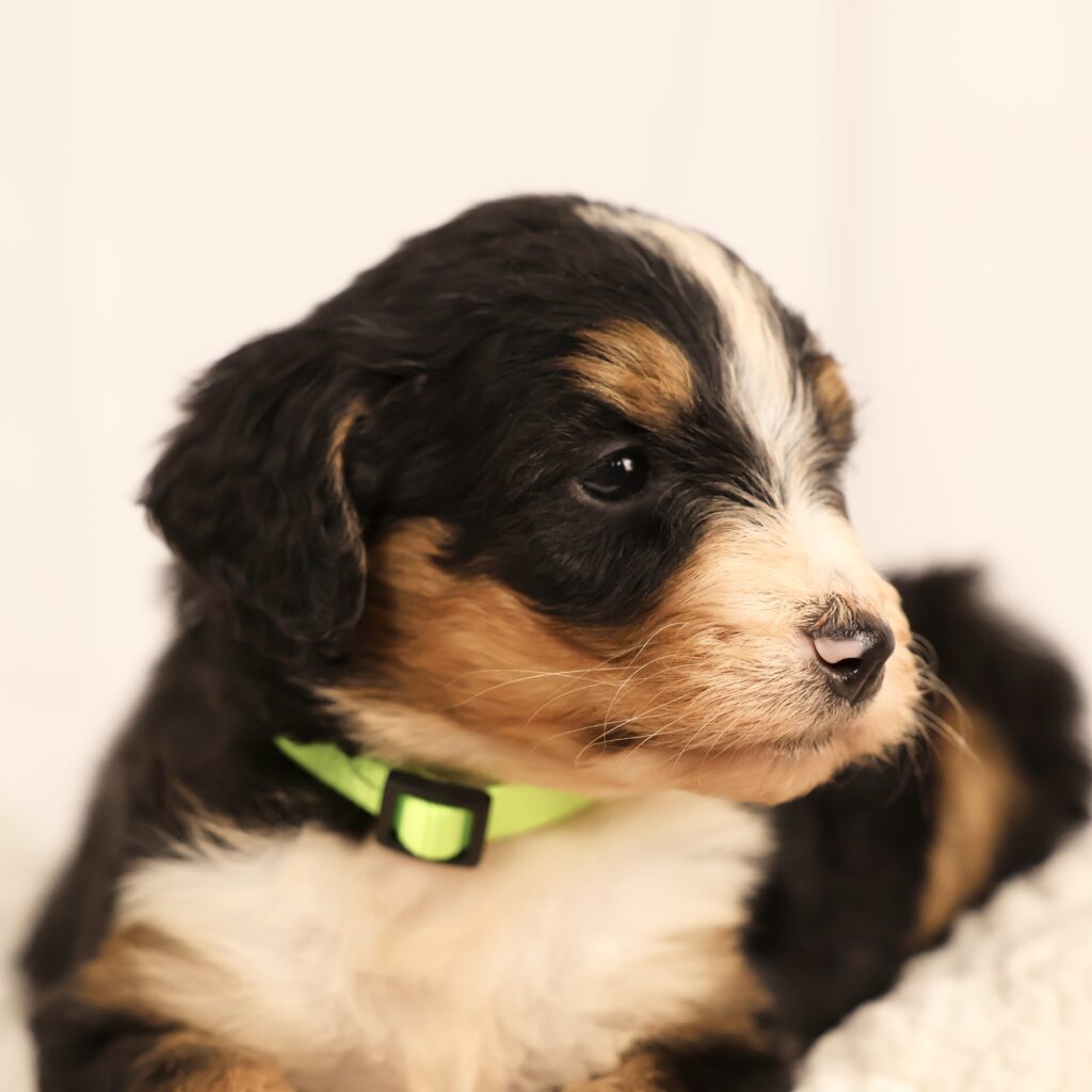 Merle Bernedoodle