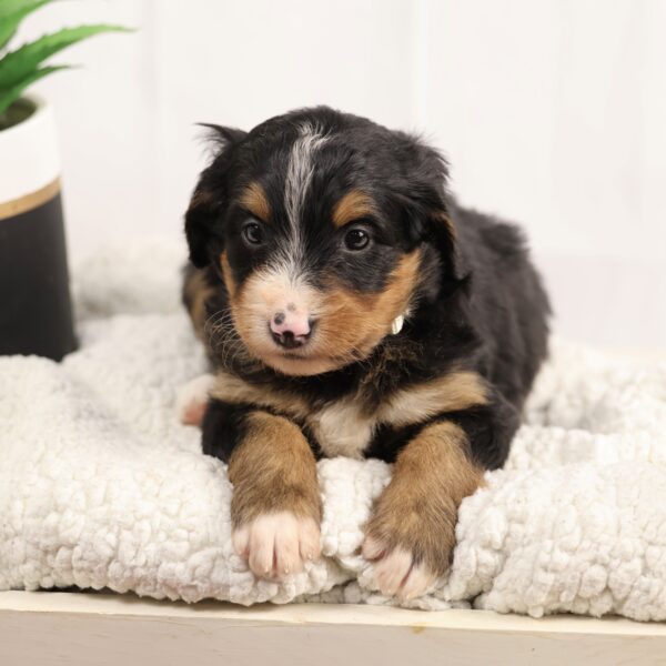 Merle Bernedoodle