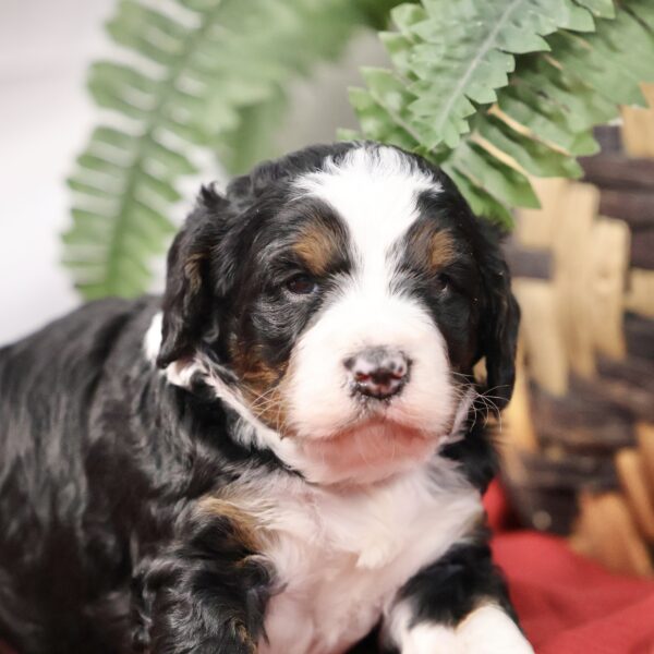 Merle Bernedoodle