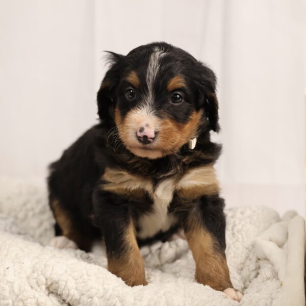 Multigen Bernedoodle