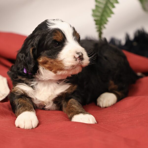 Multigen Bernedoodle