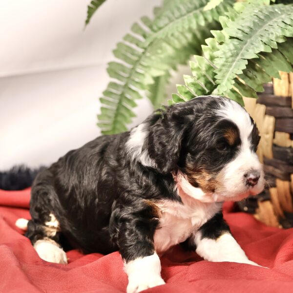 Multigen Bernedoodle