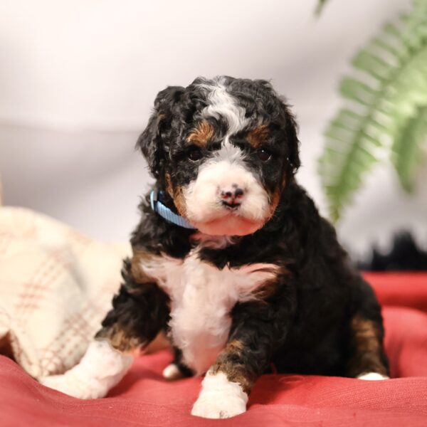 Multigen Bernedoodle