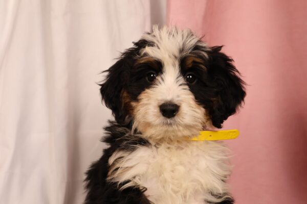 bernedoodle