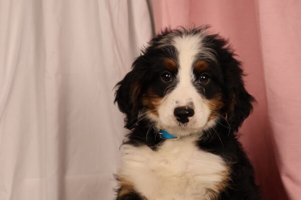 bernedoodle