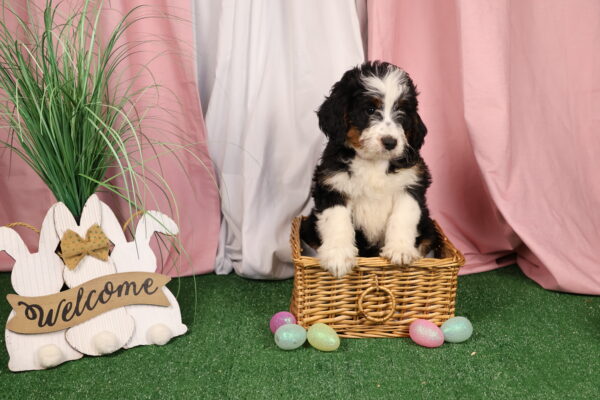 bernedoodle