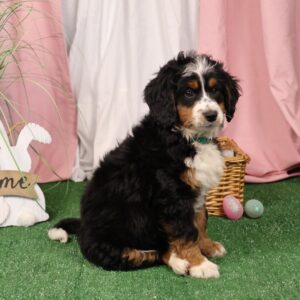 bernedoodle Pennsylvania