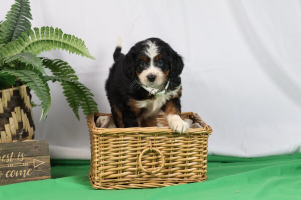 bernedoodle breeder near me