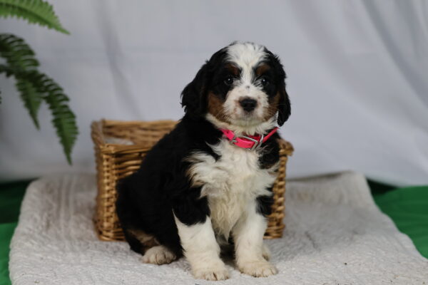 bernedoodle breeder near me
