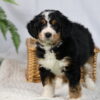 bernedoodle breeder near me